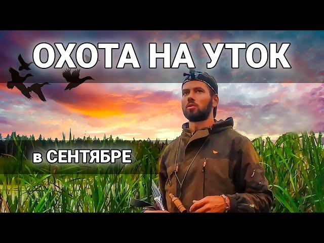 ОХОТА НА УТОК ОСЕНЬЮ на перелетах. Вечерние зорьки.