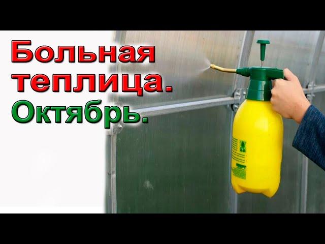 Больная теплица. Октябрь. Фитофтора, кладоспориоз, белокрылка.