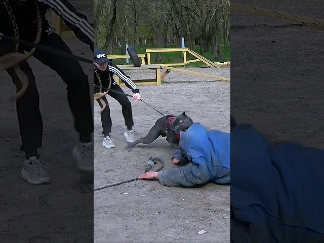 Cane Corso bodyguard dog saves a girl from an "intruder". Dog training. GUARD. Odessa. Ukraine.