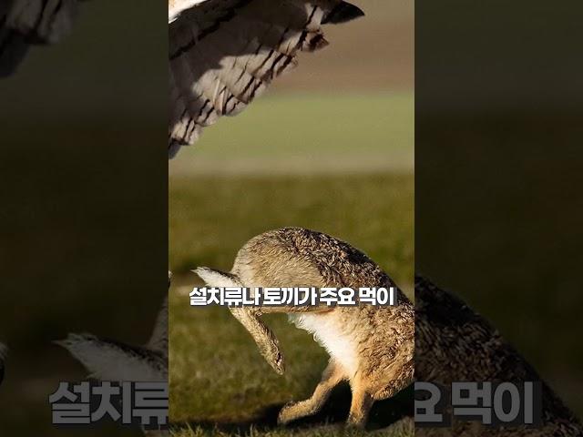 도시로 수리부엉이가 내려오자 벌어진일 ㄷㄷ