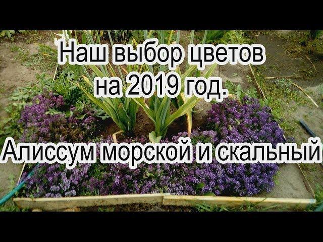 Наш выбор цветов на 2019 год.  Алиссум морской и скальный.