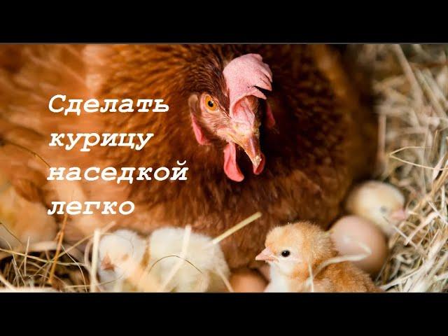 Сделать курицу наседкой легко Советы от опытных людей и мои знания