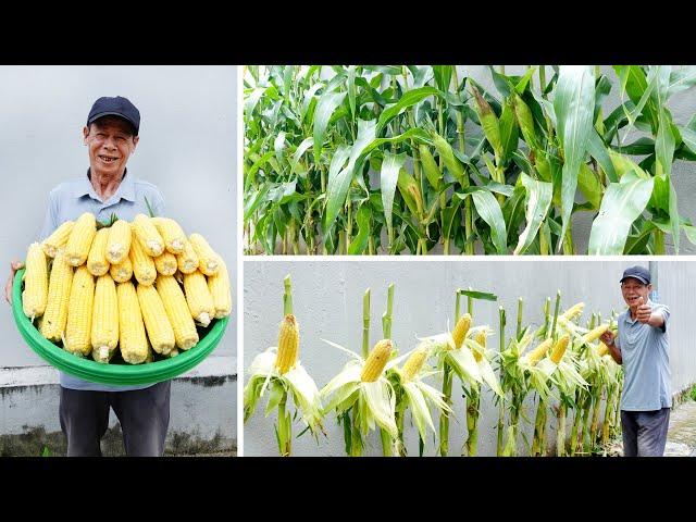 Growing Corn On A Concrete Yard Gives Surprising Results And High Yield