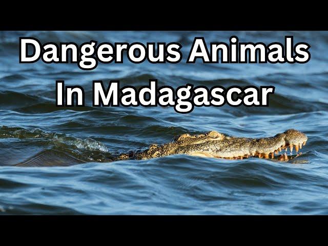 Dangerous Animals in Madagascar