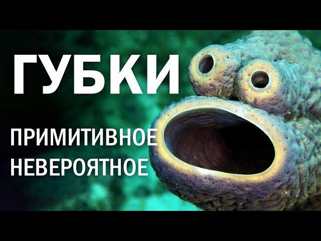 Морские губки: примитивное – невероятное