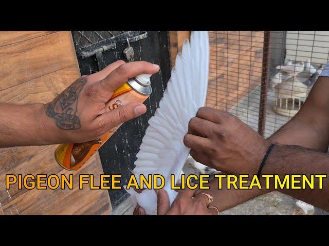 REMOVE TICKS AND LICE FROM PIGEONS|| BAAZI KI TYARI PART 2 ||