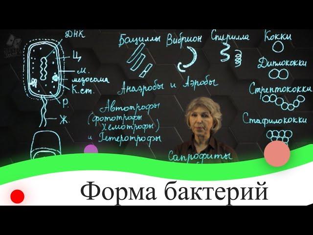 Форма бактерий. 7 класс.