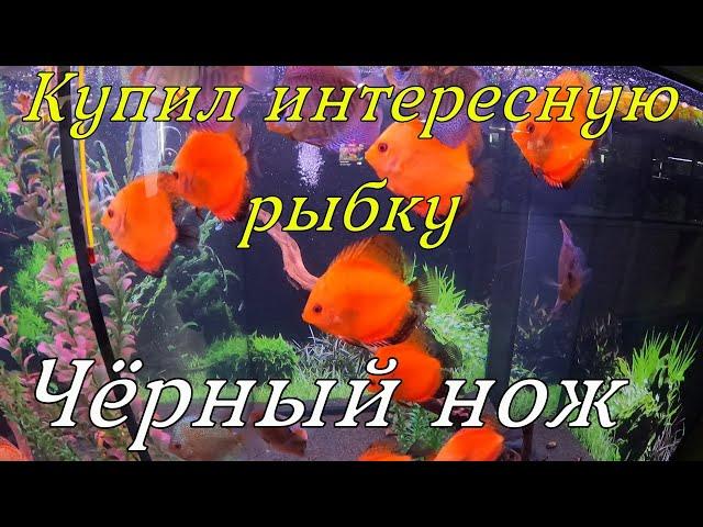 Аквариумная рыбка Чёрный нож, цены на Дискусов в Баварии!