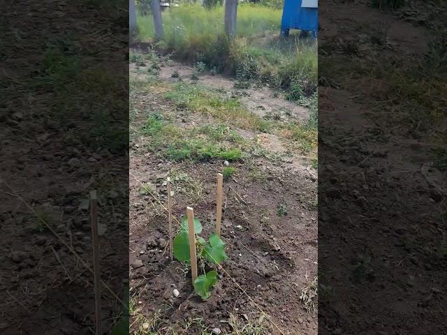 Павлонивая аллея НАЧАЛО