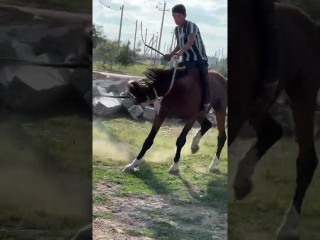 Процесс обучение на верховой езде для Кокпара