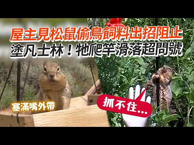 屋主見松鼠偷鳥飼料出招阻止　塗凡士林 牠爬竿滑落超問號Squirrel Slips Down Pole｜野生動物｜搞笑