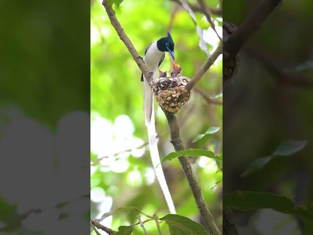 Indian Paradise Flycatcher male feeding his chicks  #shorts #youtubeshorts  #wildlifeshorts #birds