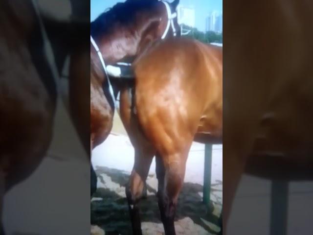 Horses mating fail.... 