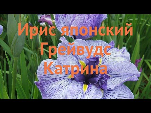 Ирис японский Грейвудс Катрина (iris)  обзор: как сажать, саженцы ириса Грейвудс Катрина