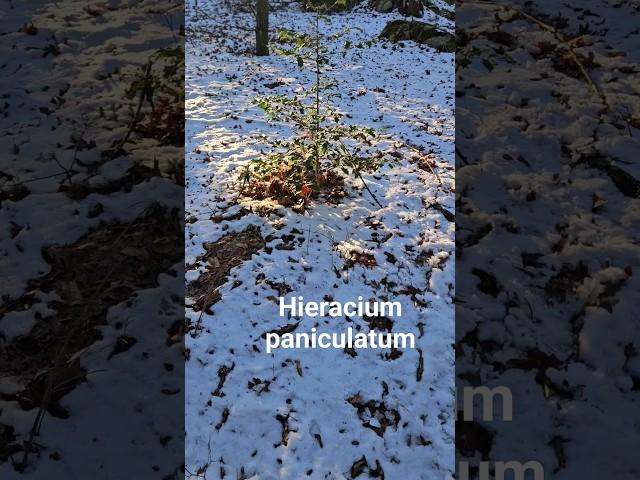 Some Plants of New England  #connecticut #nature #botany #smilax #ilex #Hieracium