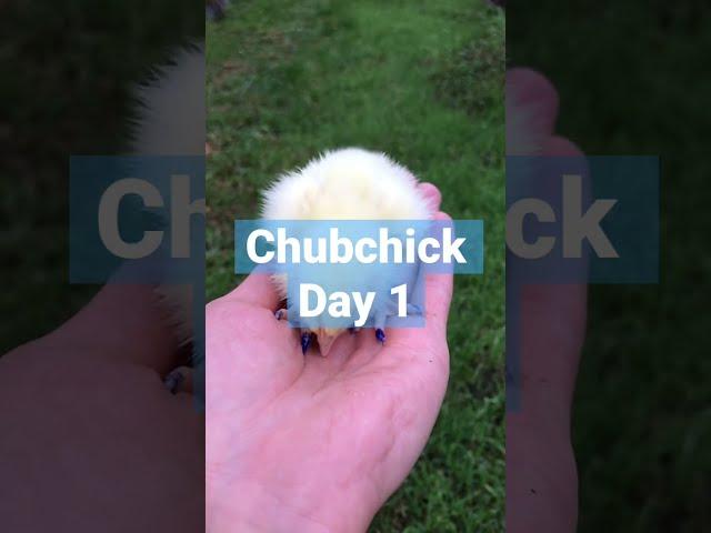 NFT Chicken - Chubchick . Day 1