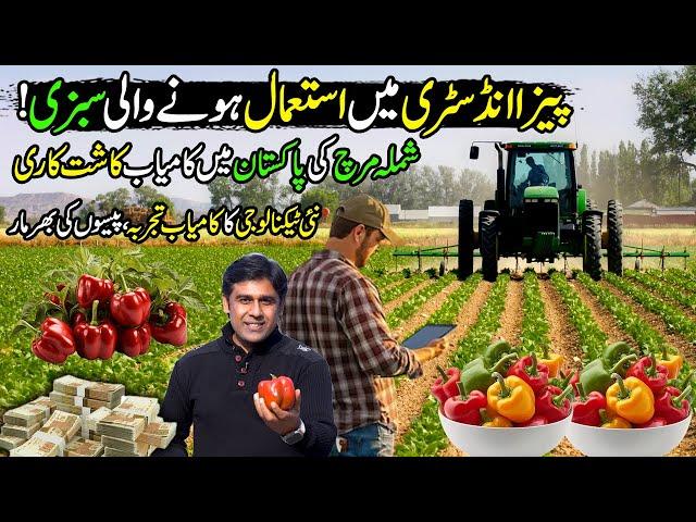 Capsicum (Shimla Mirch) Tunnel Farming in Pakistan | Kissan Ka Pakistan | Discover Pakistan