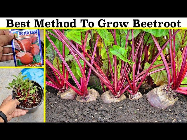 How To Grow Beetroot at Home (Seeds to Harvest)