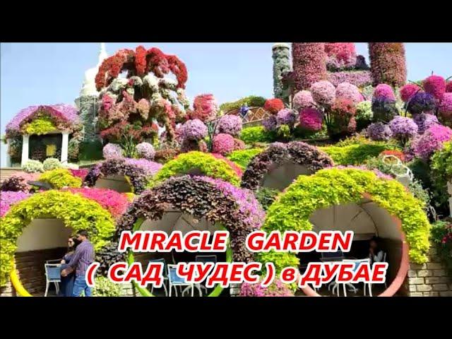 MIRACLE GARDEN  Сад чудес и цветов в Дубае 2025 г