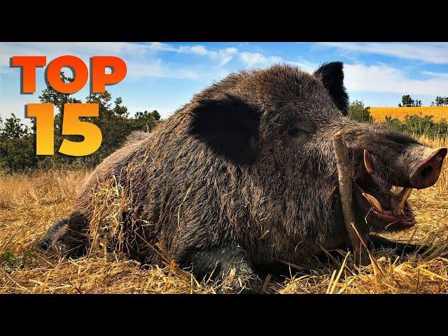 TOP 15 SNIPER WILD BOAR SHOTS, BEST HUNTING SCENES #hunting #wildboar