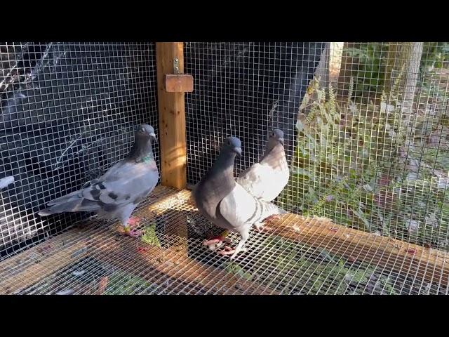 3 Young birds