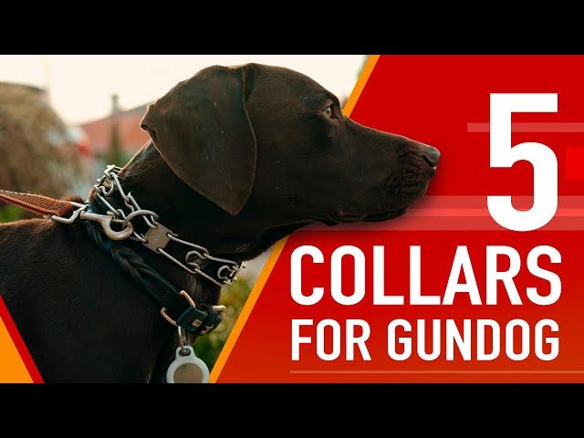 Choose The Right Collar For Your Gundog