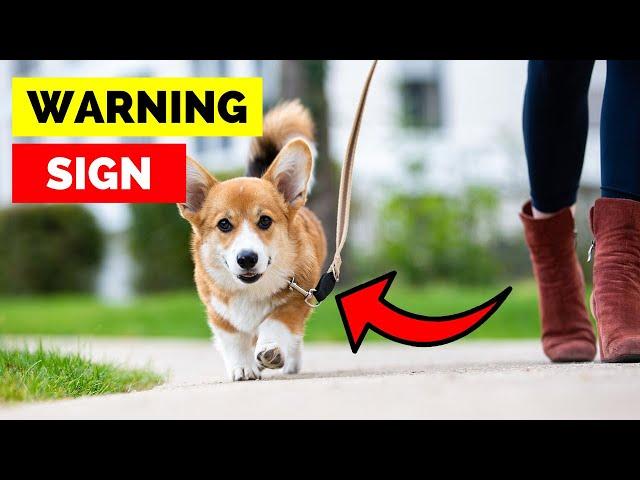 STOP Doing These 10 Things on Your Dog Walks NOW!