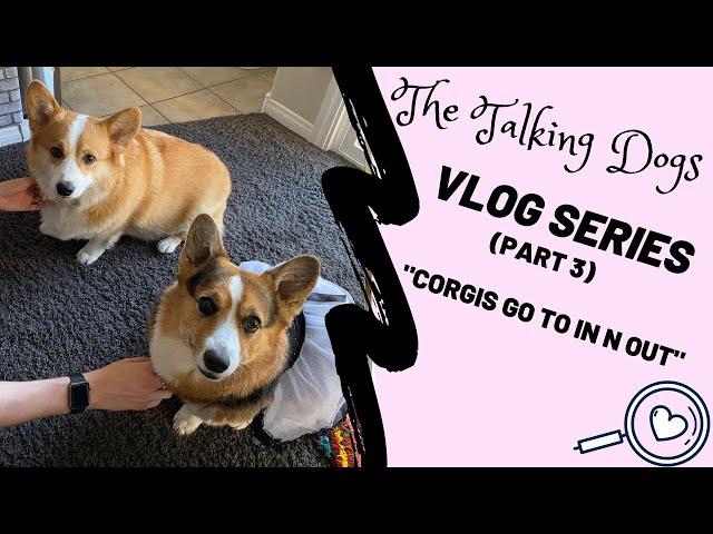 Corgis go to In N Out Burger | Hammy and Olivia