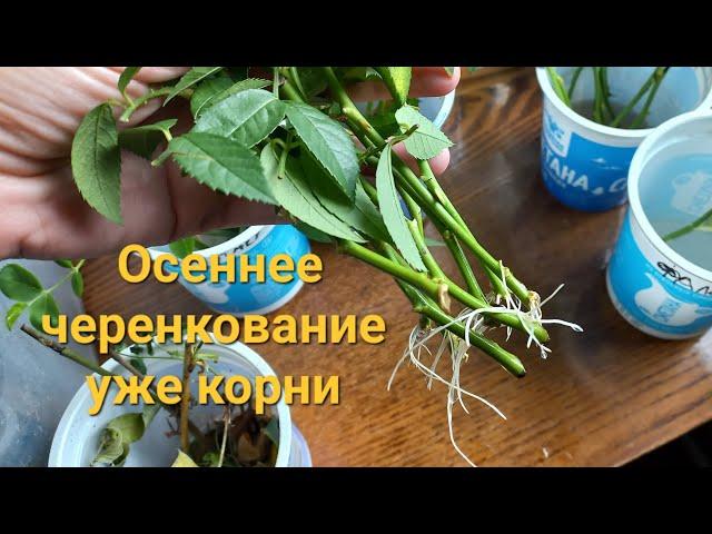 Черенкование роз/ сажаю первые черенки