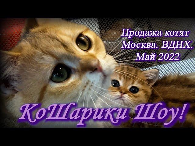 Москва. Май 2022. ВДНХ. Выставка-продажа котят КоШарики Шоу!