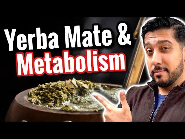 Yerba Mate for Beginners | Does Yerba Mate Promote Visceral Fat Loss?