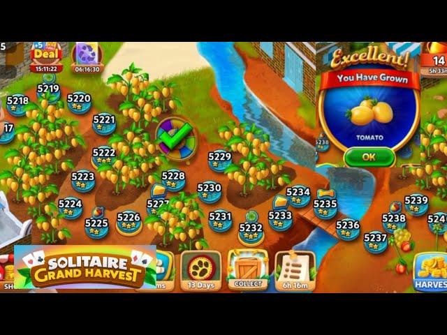 TIME TO HARVEST THE TOMATO! SOLITAIRE GRAND HARVEST LEVEL 5241-5244