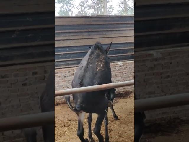 Donkey sex #youtubeshort #thar #youtube #
