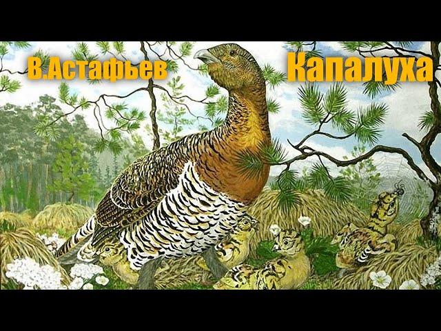 В.Астафьев "Капалуха"