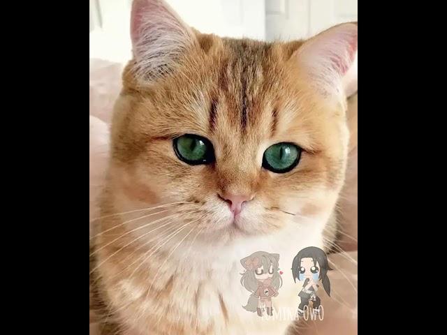 Юмика сходит с ума