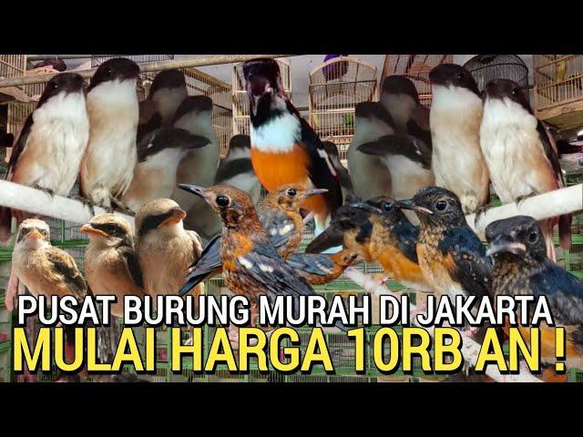 UPDATE HARGA ! PUSAT BURUNG MURAH MULAI 10RB AN BUKAN PASAR BURUNG PRAMUKA HARI INI