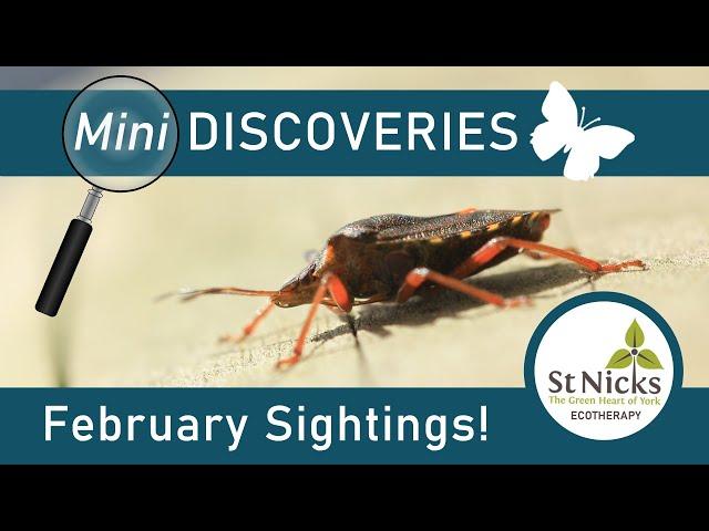 February Wildlife Sightings