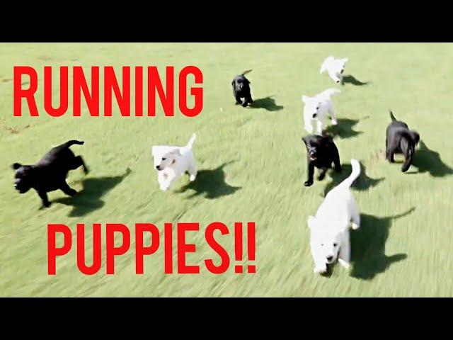 LABRADOR PUPPIES PLAY TAG OUTSIDE!