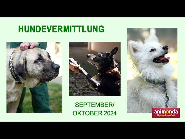 Hundevermittlung - September/Oktober 2024 (Tierheim Hannover TV)