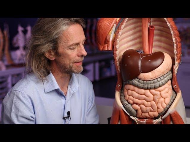 Introduction to the gastrointestinal tract (anatomy)