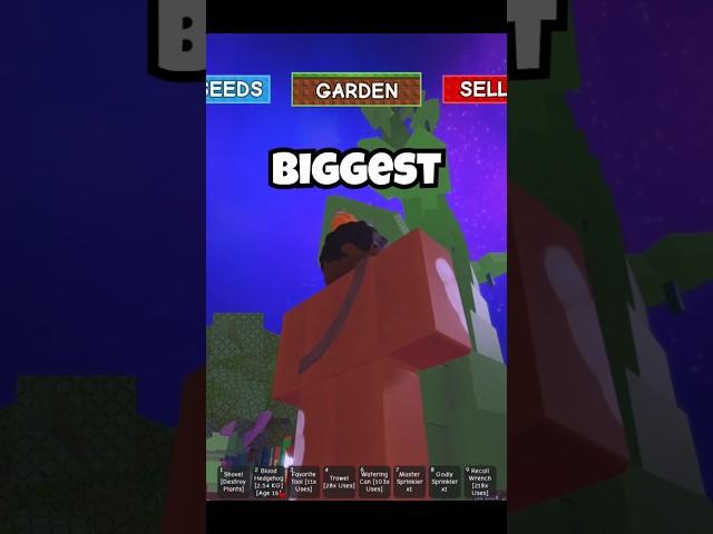 Grow a Garden | Biggest Beanstalk in the game | Beanstalk | Roblox Grow a Garden