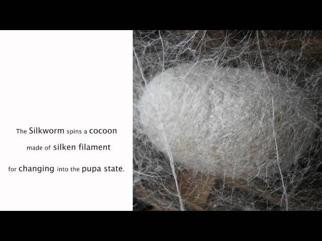 The Pixel Colony - Digital Ecology