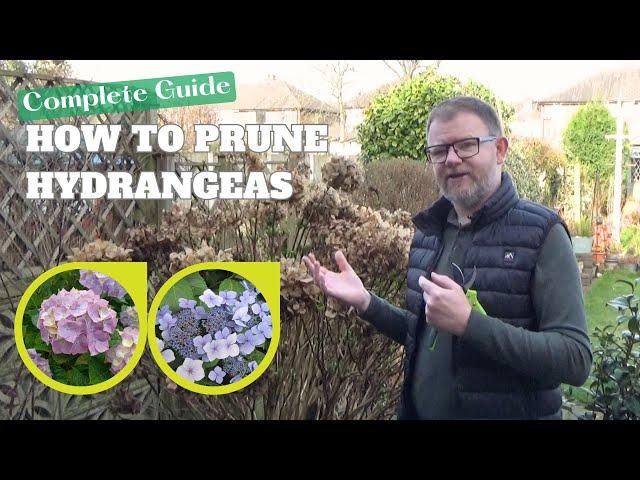 How to Prune Hydrangeas | Spring Pruning Guide | Hydrangea macrophylla, Hydrangea Annabelle and More