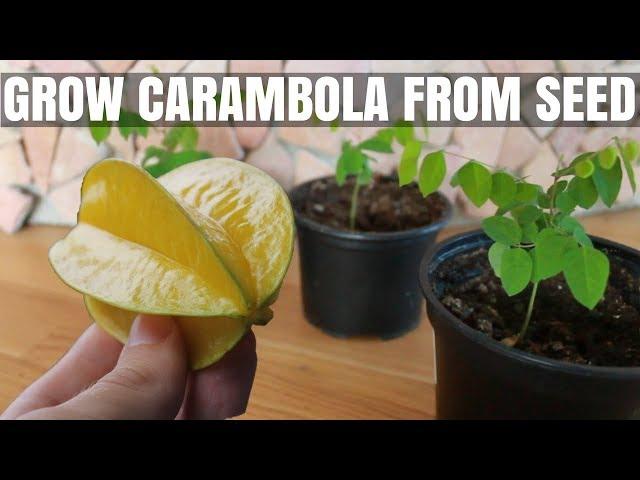 How to Grow a Carambola (Starfruit) Tree from Seed - DIY Video