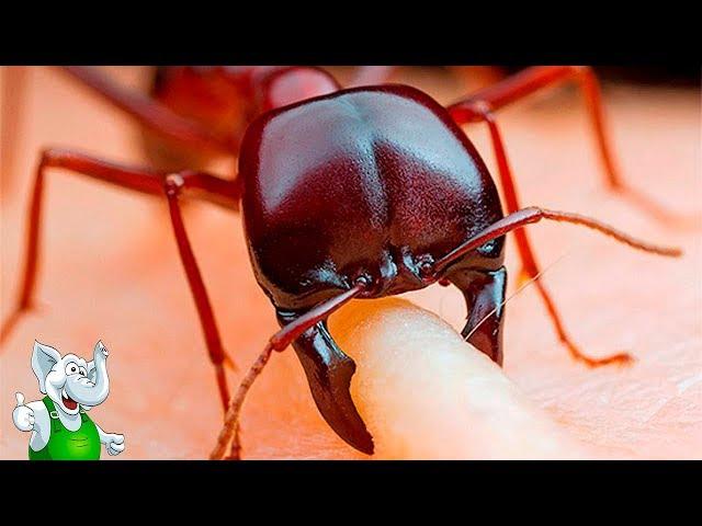 САМЫЕ СТРАННЫЕ И НЕОБЫЧНЫЕ МУРАВЬИ В МИРЕ / ТОП 10