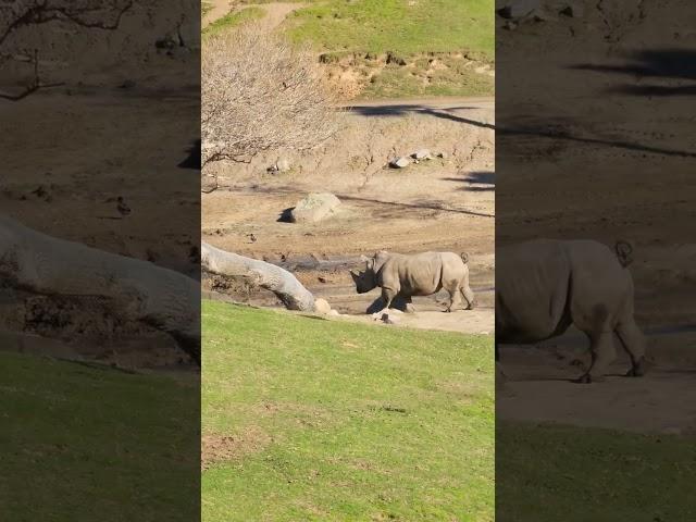 Look at This Rhino Running!