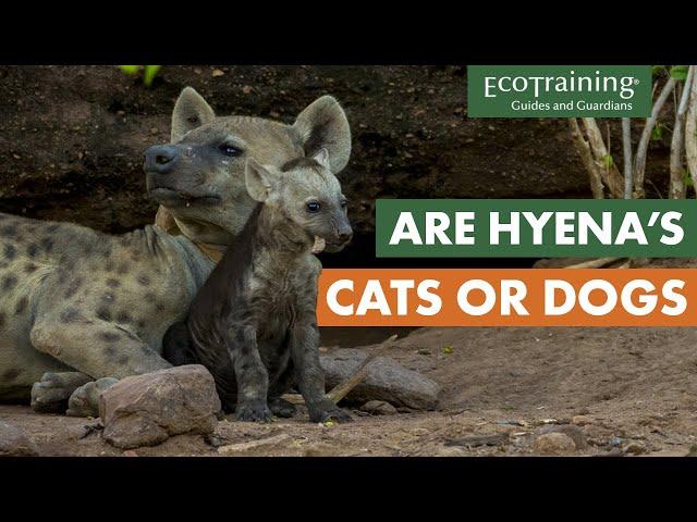 Everything you didn’t know about spotted hyenas | Animal Facts | EcoTraining