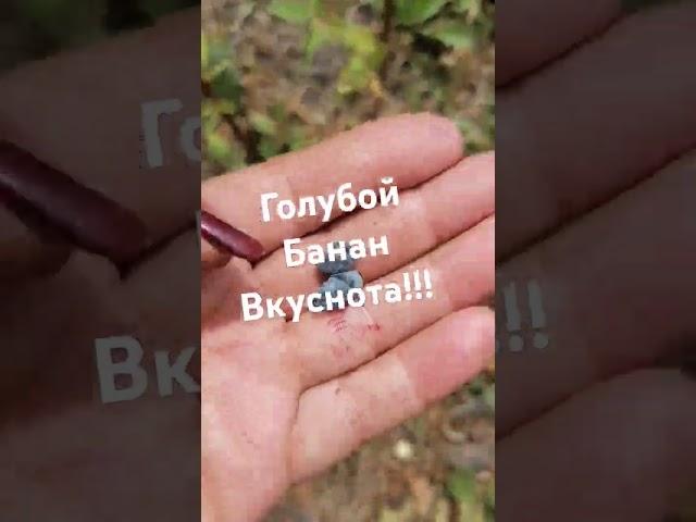 Жимолость Голубой Банан. #саженцы #растения #отправкапочтой #дача #черенки #жимолость