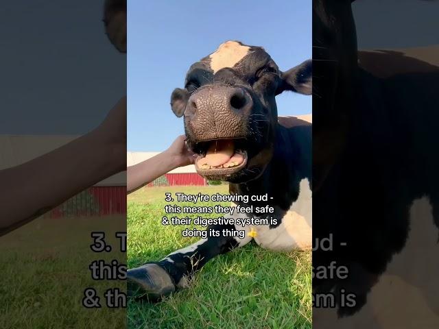 5 Signs A Cow Is Happy 