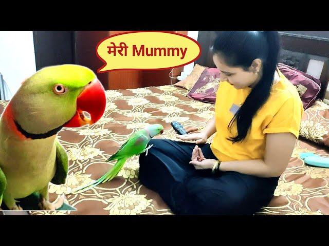 Mummy Papa Ka cute Beta Pablo Parrot